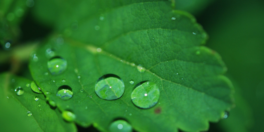 leaf dropper