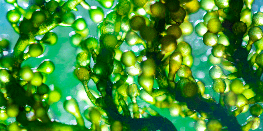 Micro algae