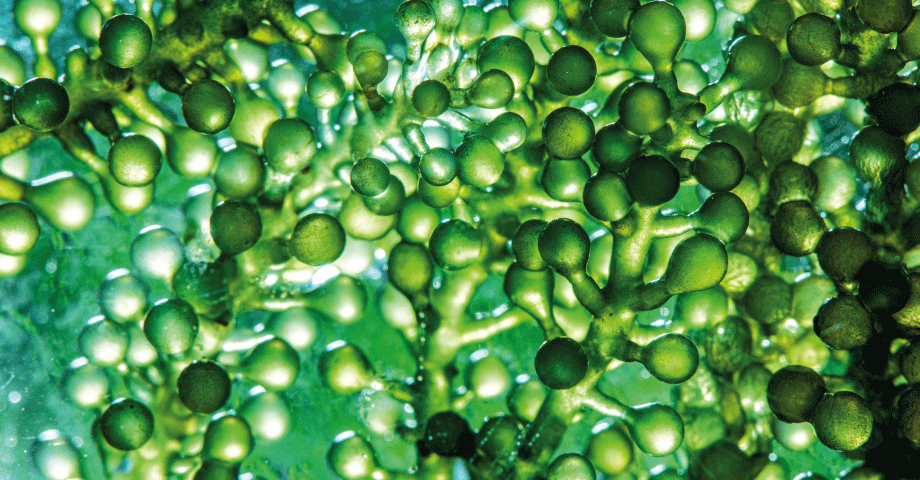 Accueil-algues-920x480